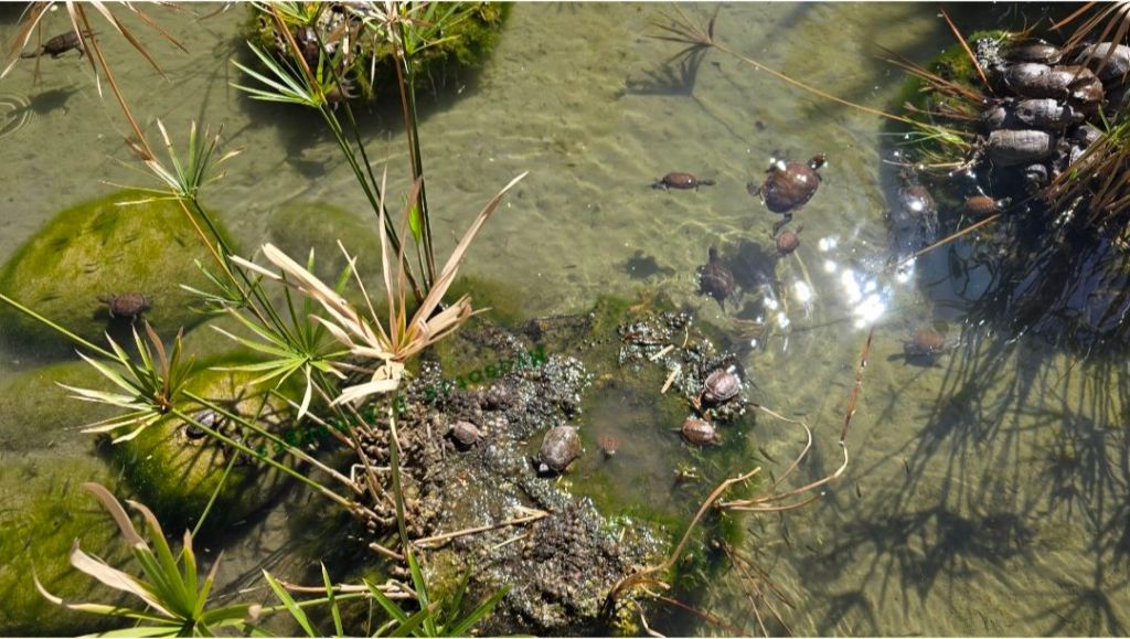 Le rêve des&nbsp;Impuissant-e-s